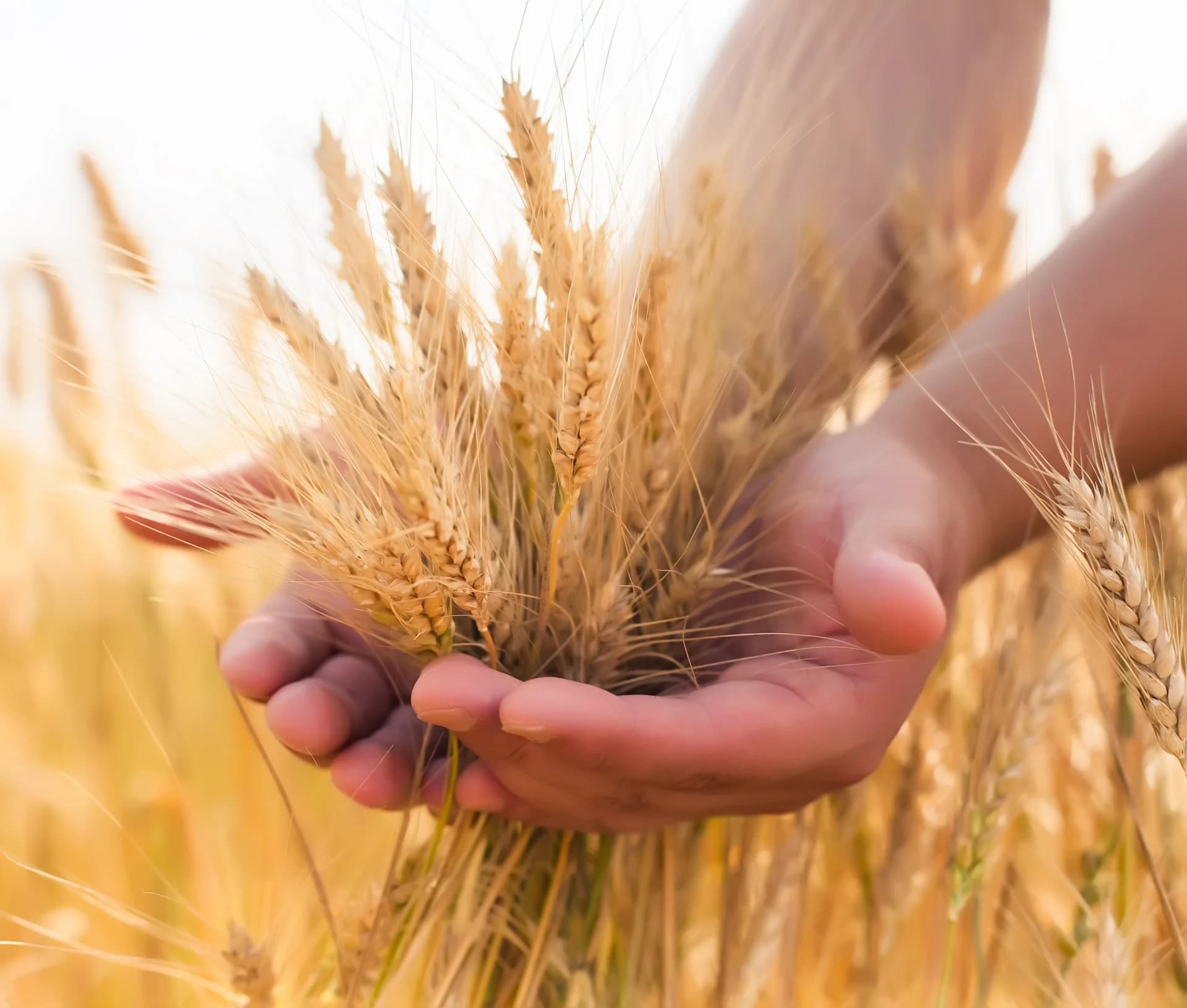 Agriculteur/trice CFC
