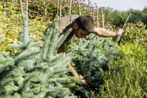 Horticulteur/trice CFC: pépinière